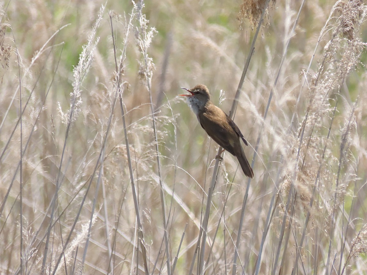 Great Reed Warbler - ML623904372