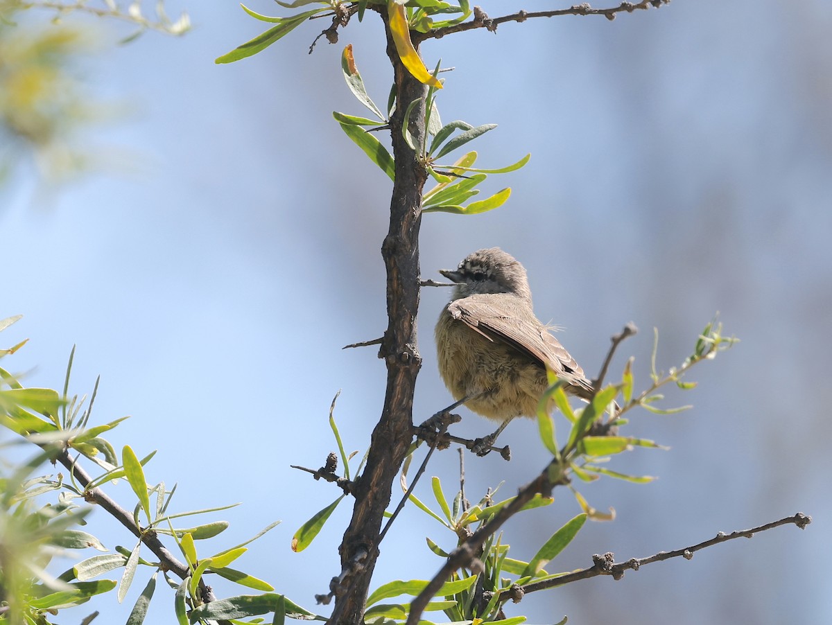 Southern Penduline-Tit - ML623904378