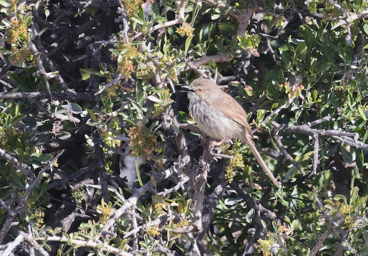 Karoo Prinia - ML623904380