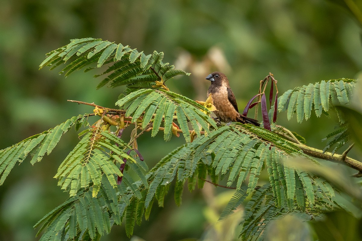 Black-throated Munia - ML623904381