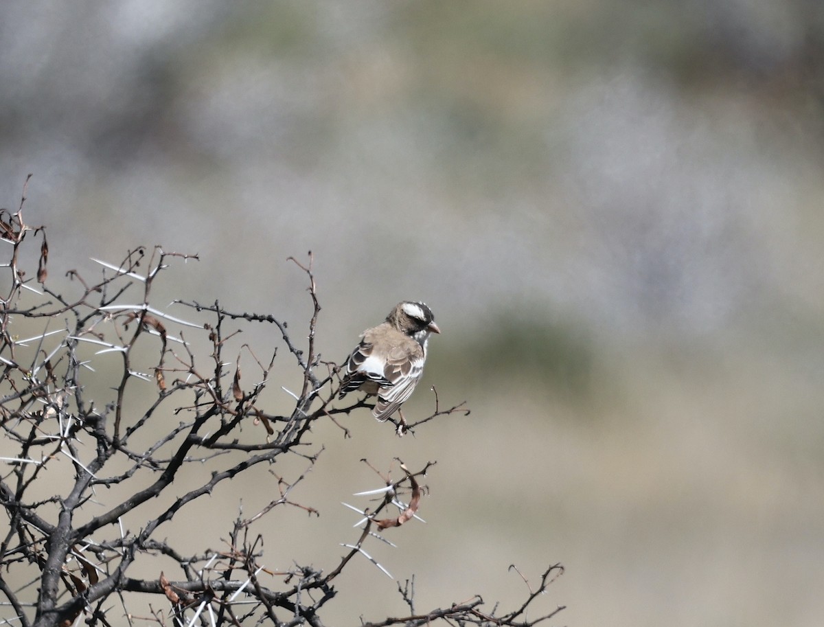 White-browed Sparrow-Weaver - ML623904383