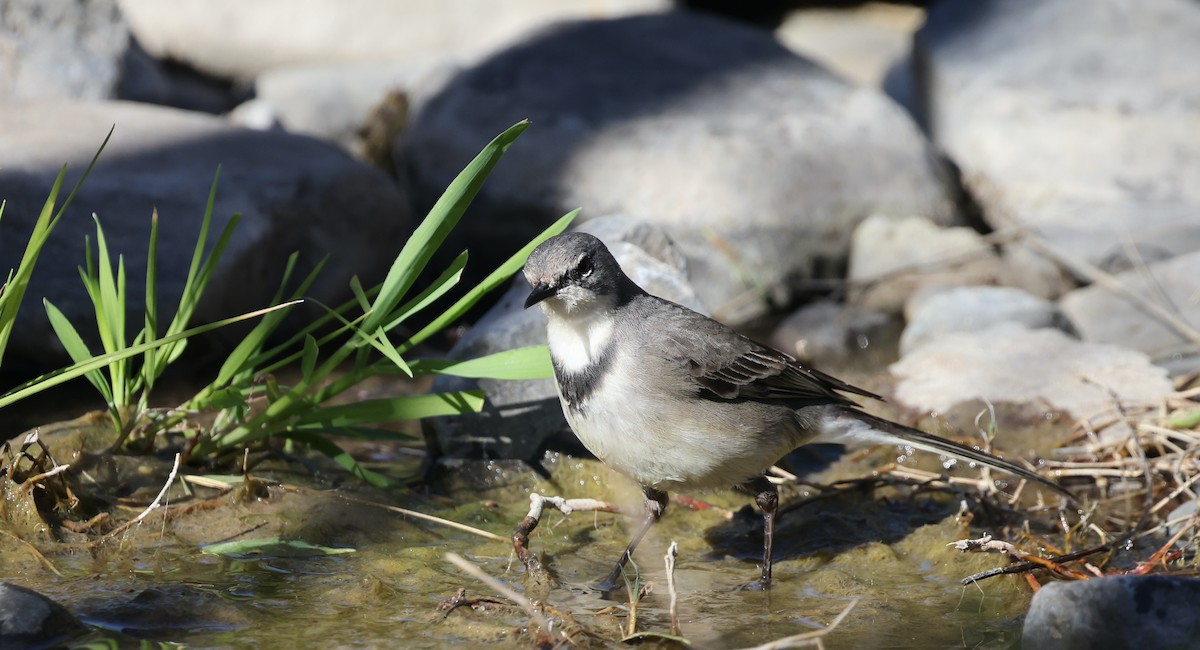 Cape Wagtail - ML623904386