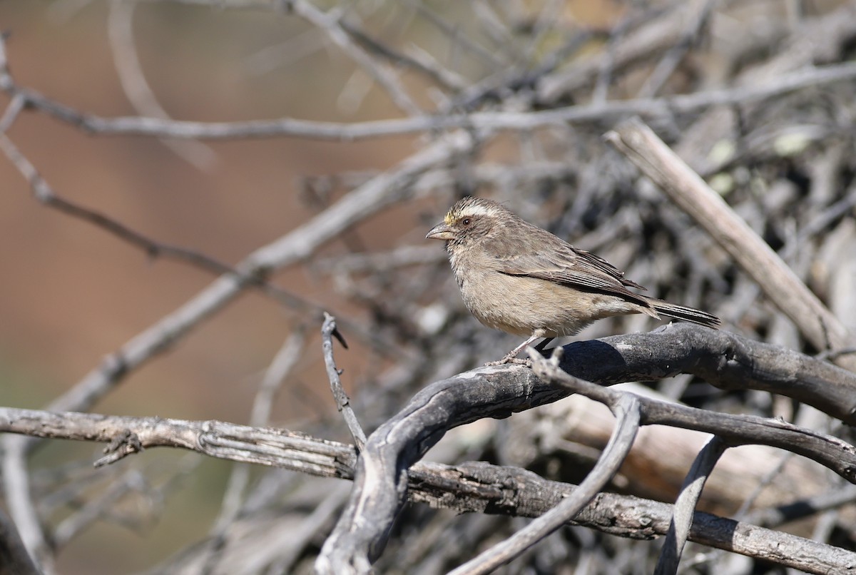 Streaky-headed Seedeater - ML623904388