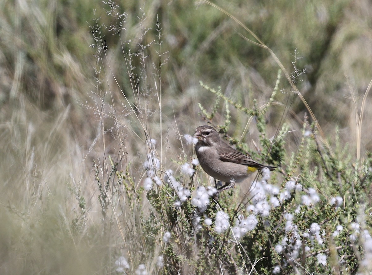 White-throated Canary - ML623904389