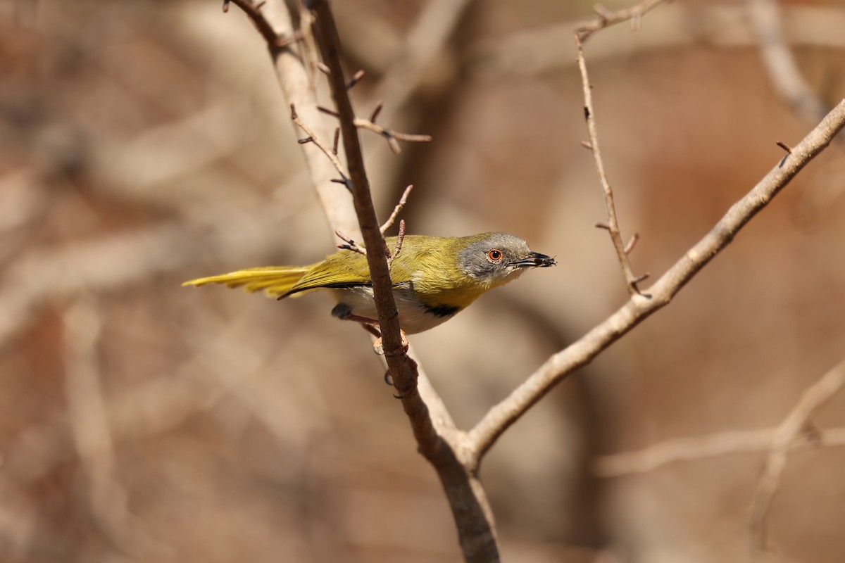 Yellow-breasted Apalis - ML623904414