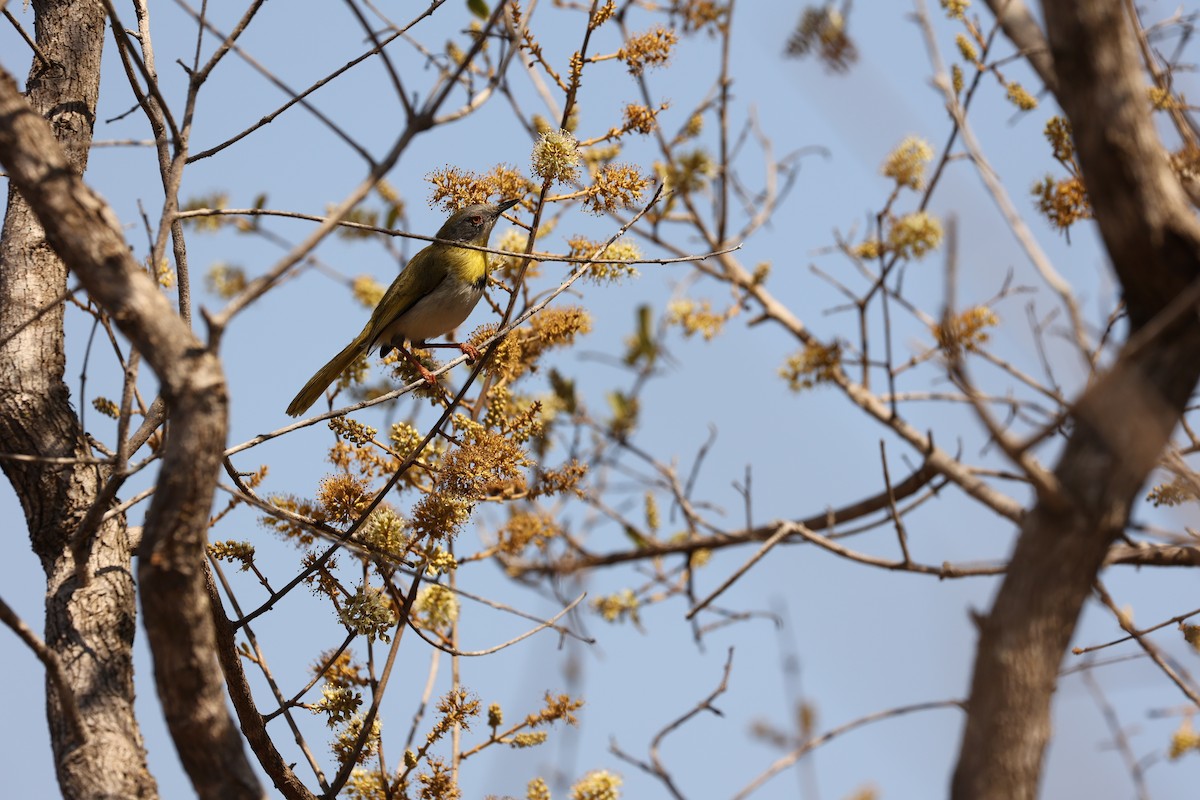 Yellow-breasted Apalis - ML623904416