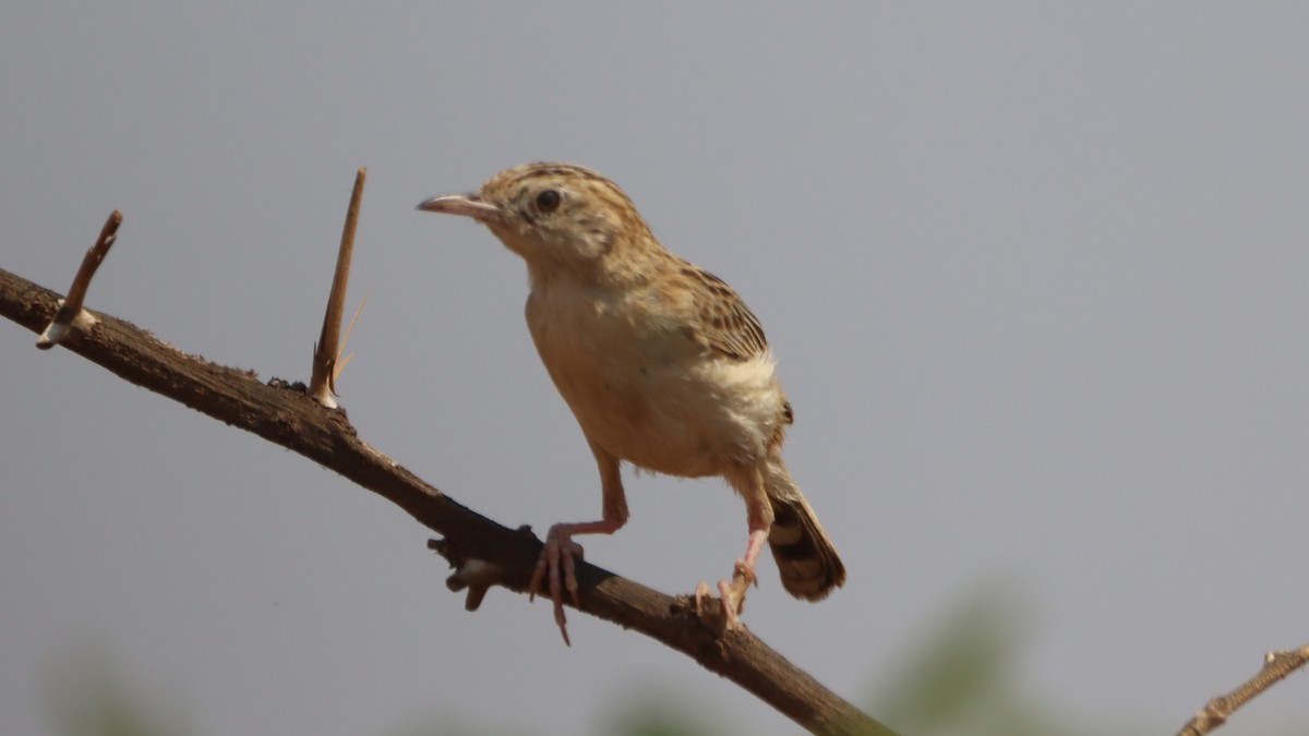 Desert Cisticola - ML623904486