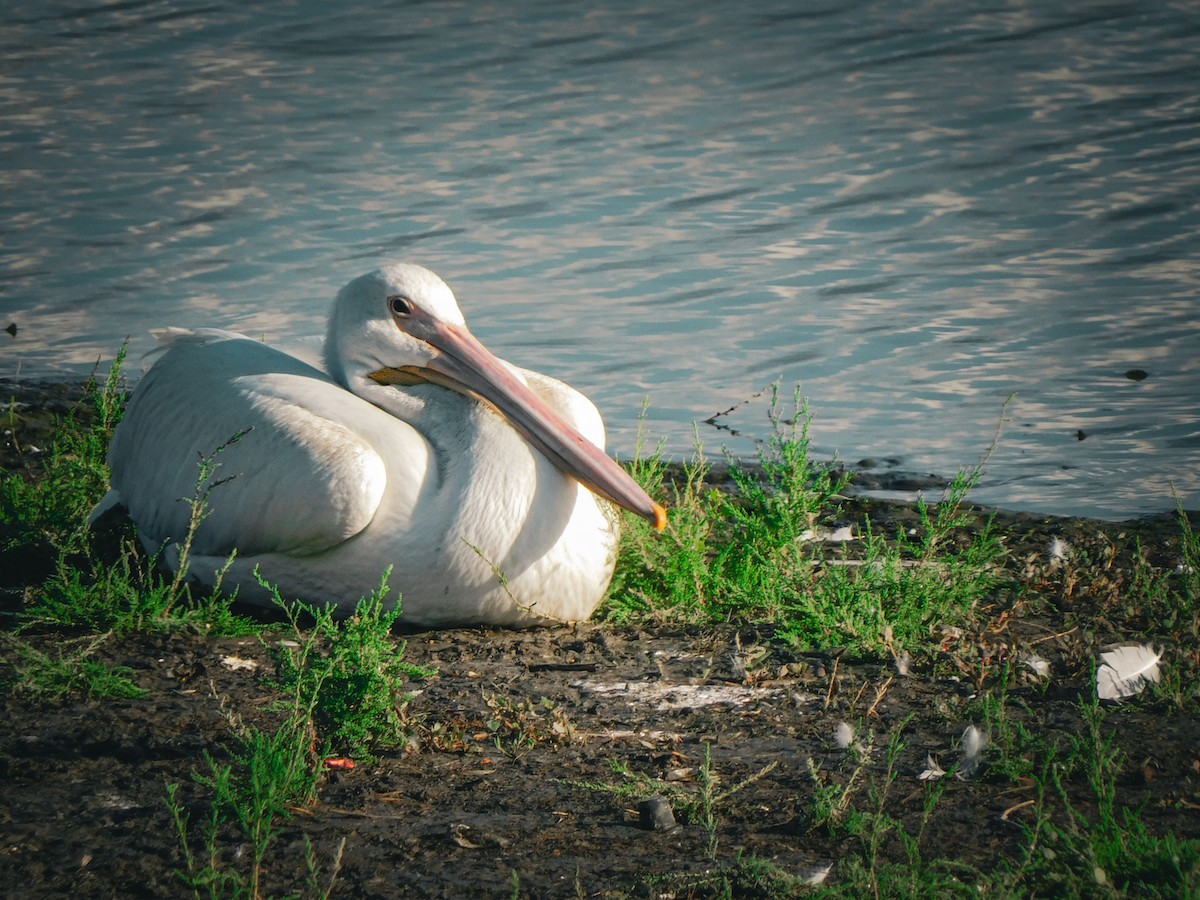 American White Pelican - Ivan  Richardson