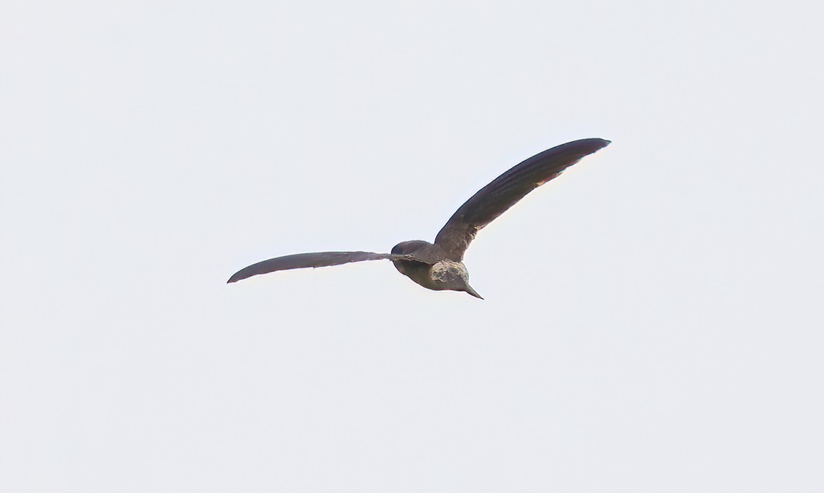 Germain's Swiftlet - ML623904492