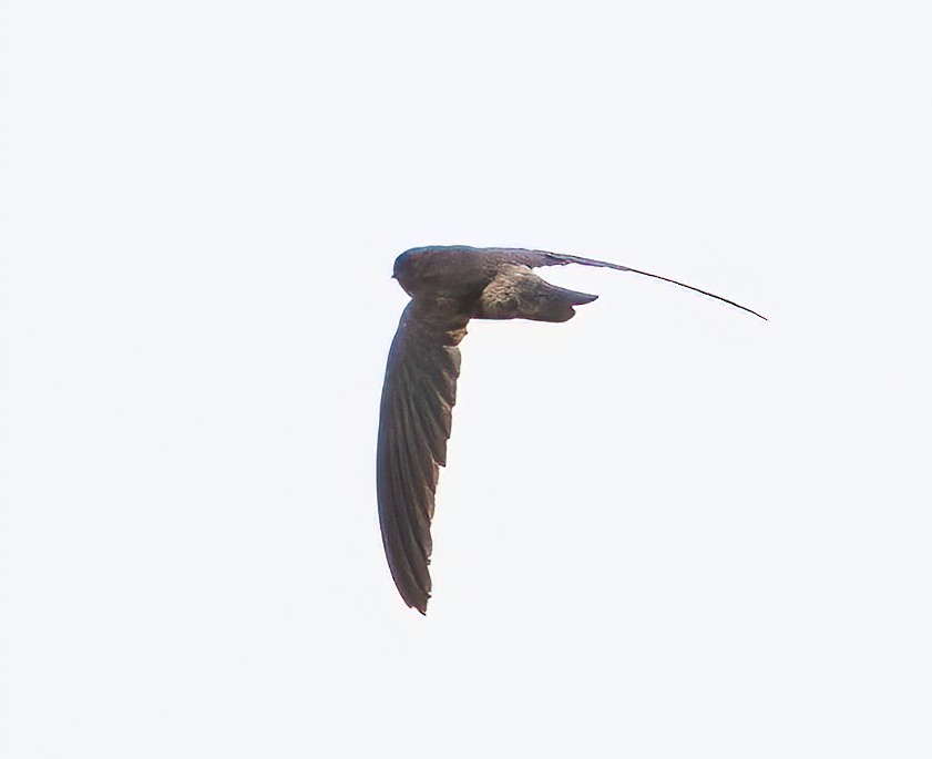 Germain's Swiftlet - ML623904493