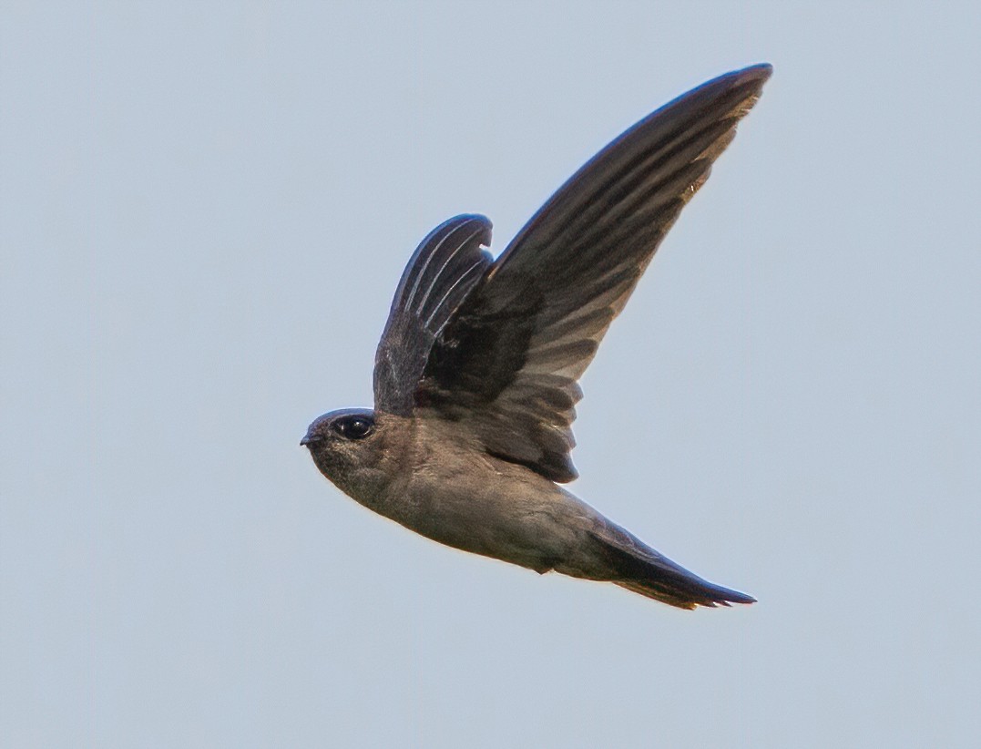 Germain's Swiftlet - ML623904494