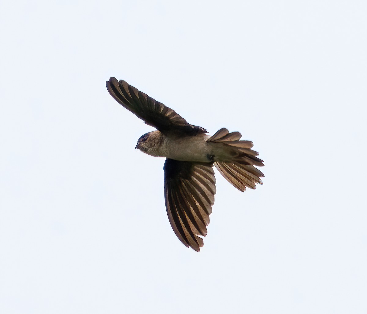 Germain's Swiftlet - ML623904495