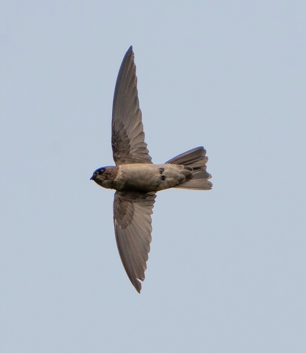 Germain's Swiftlet - ML623904497