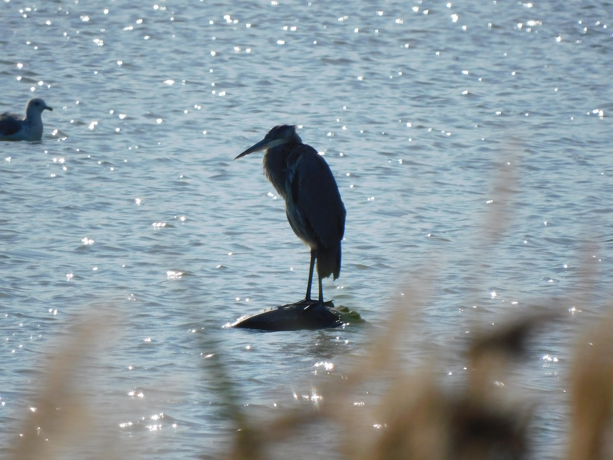 Great Blue Heron - ML623904501