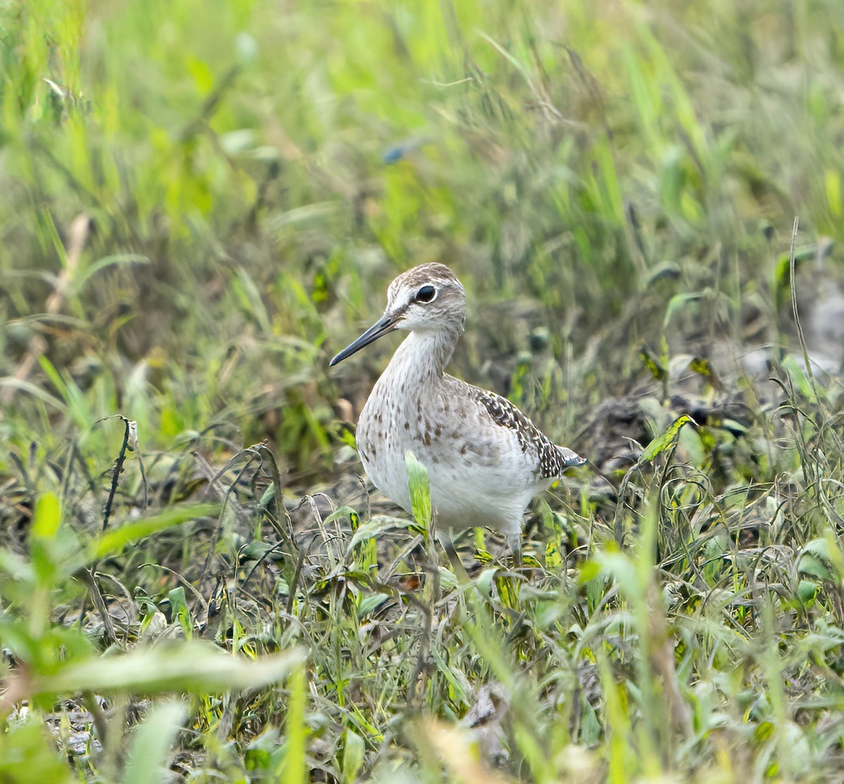 Wood Sandpiper - ML623904541