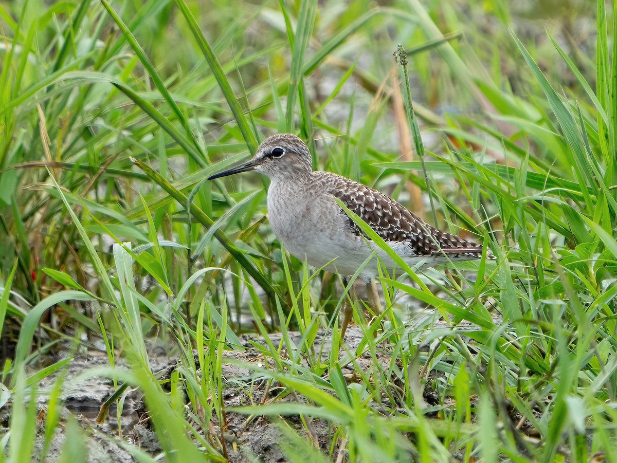 Wood Sandpiper - ML623904544