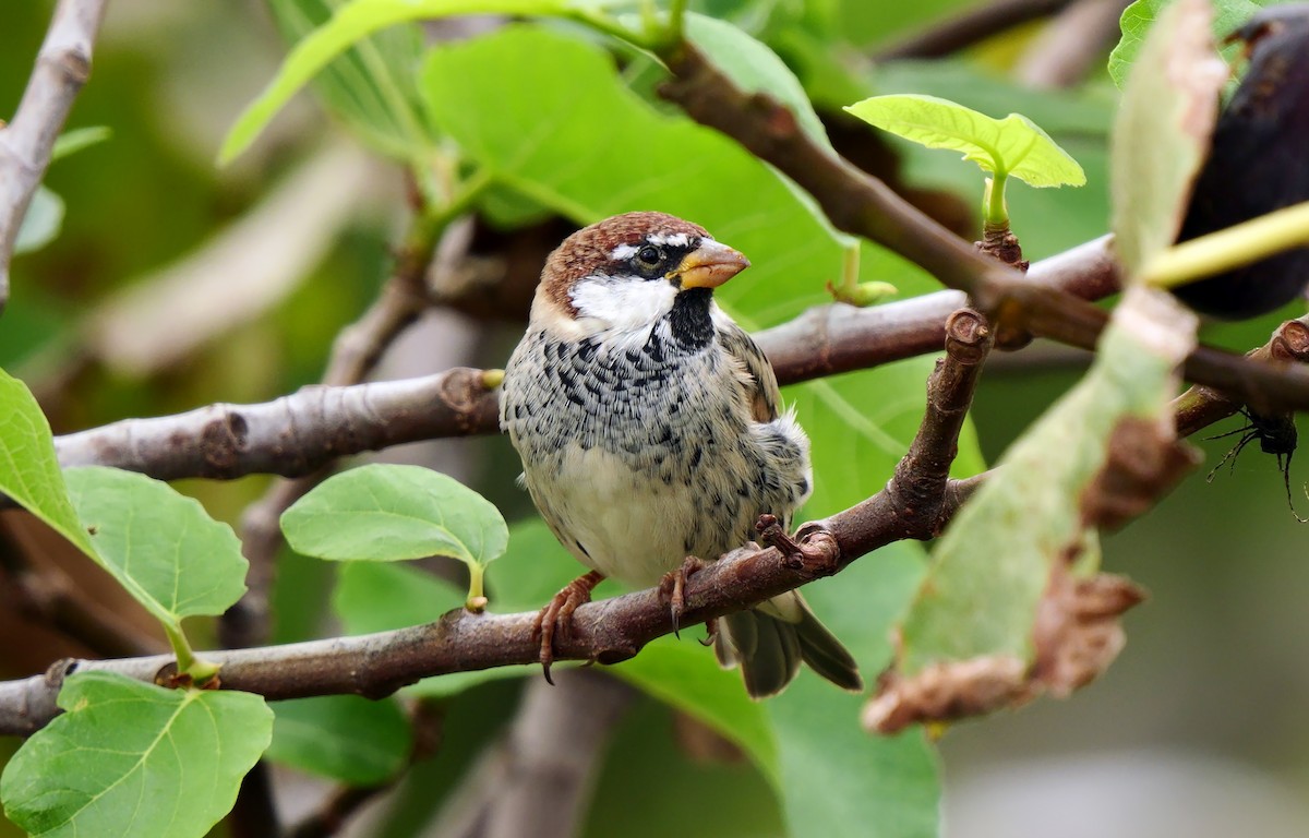 Spanish Sparrow - ML623904549