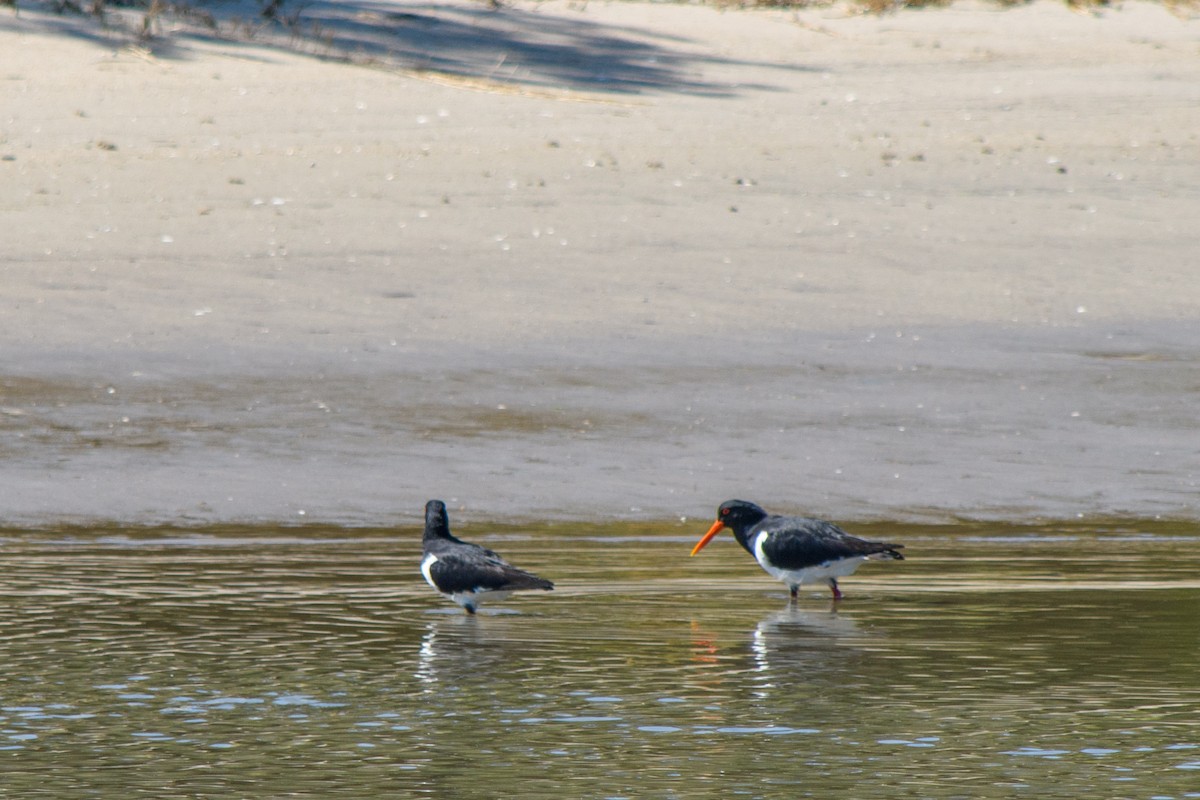 Pied Oystercatcher - ML623904574