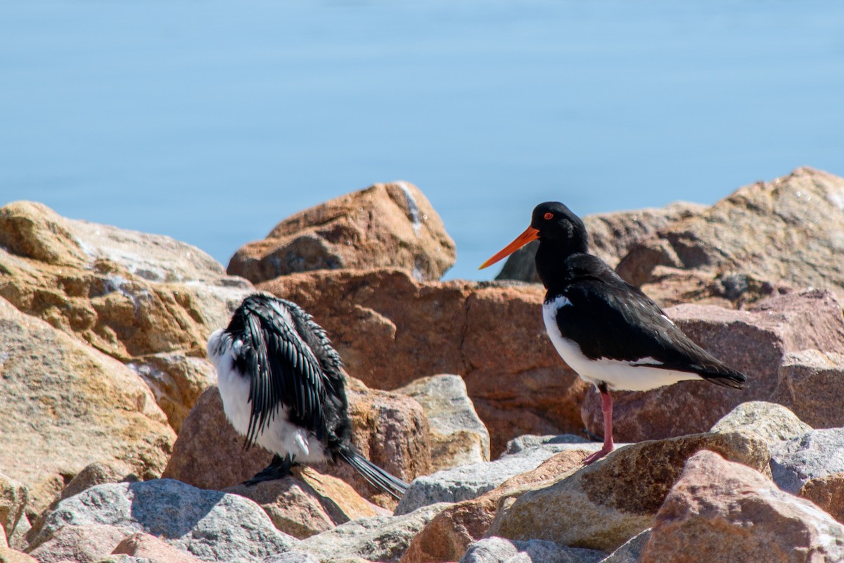 Pied Oystercatcher - Tod Spencer