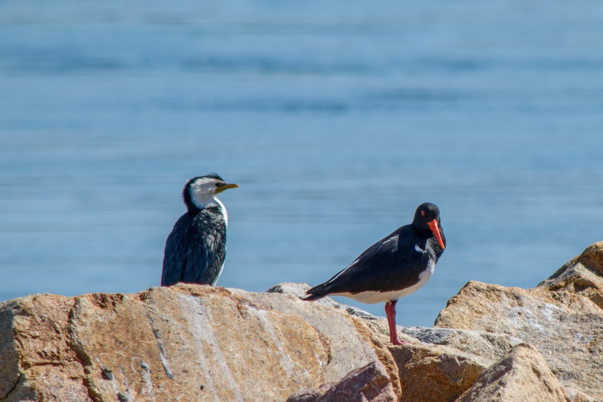 Pied Oystercatcher - ML623904576