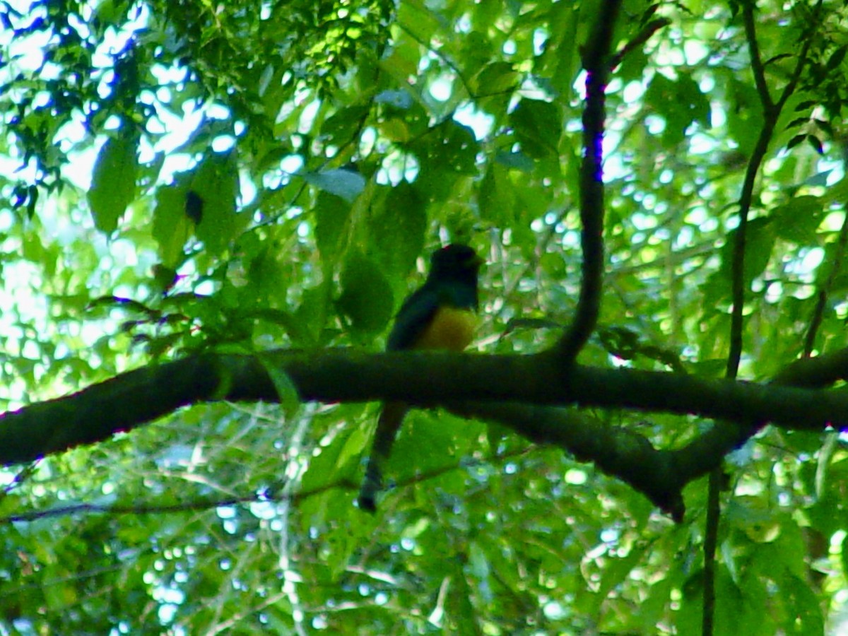 Black-headed Trogon - ML623904584