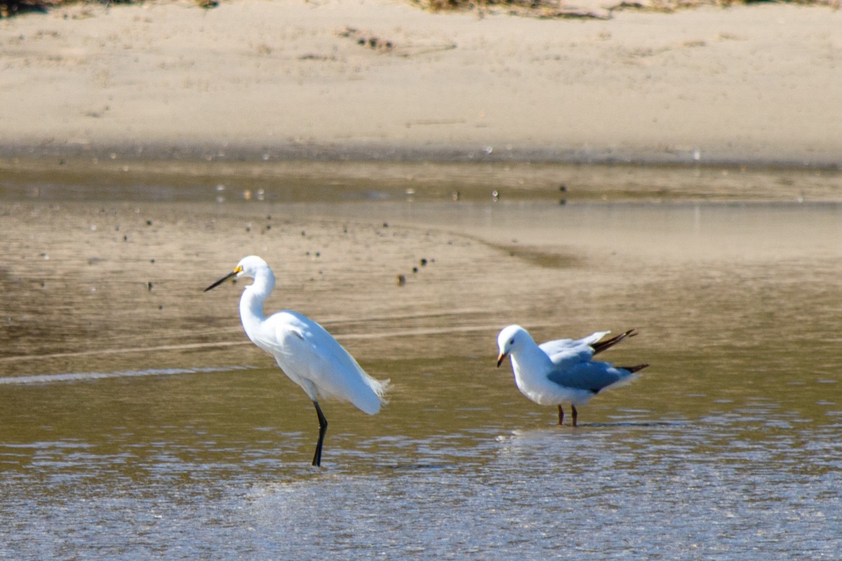 Silver Gull - ML623904591