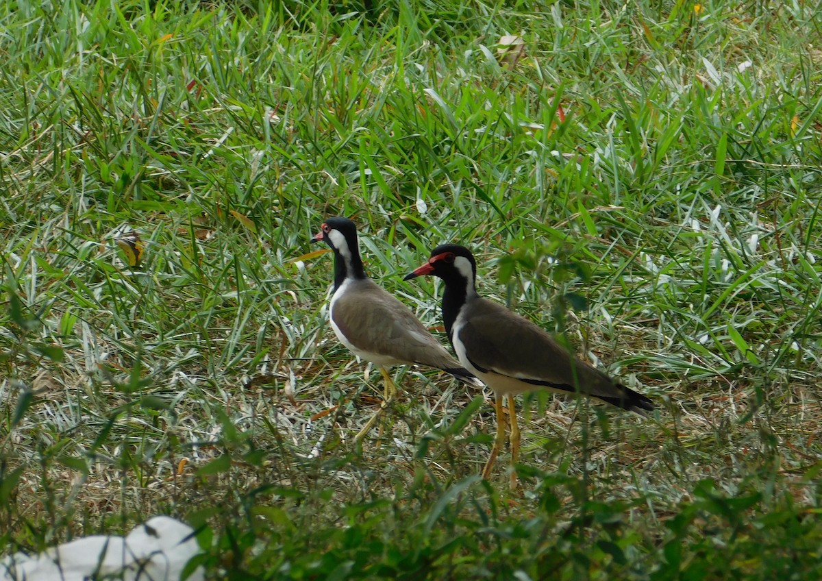 Red-wattled Lapwing - ML623904608