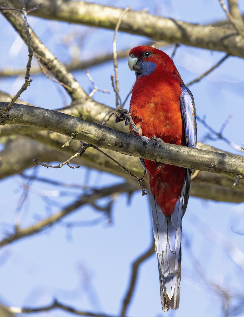 Crimson Rosella - ML623904629