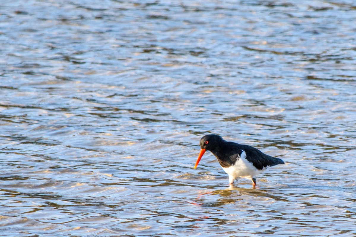 Pied Oystercatcher - ML623904659