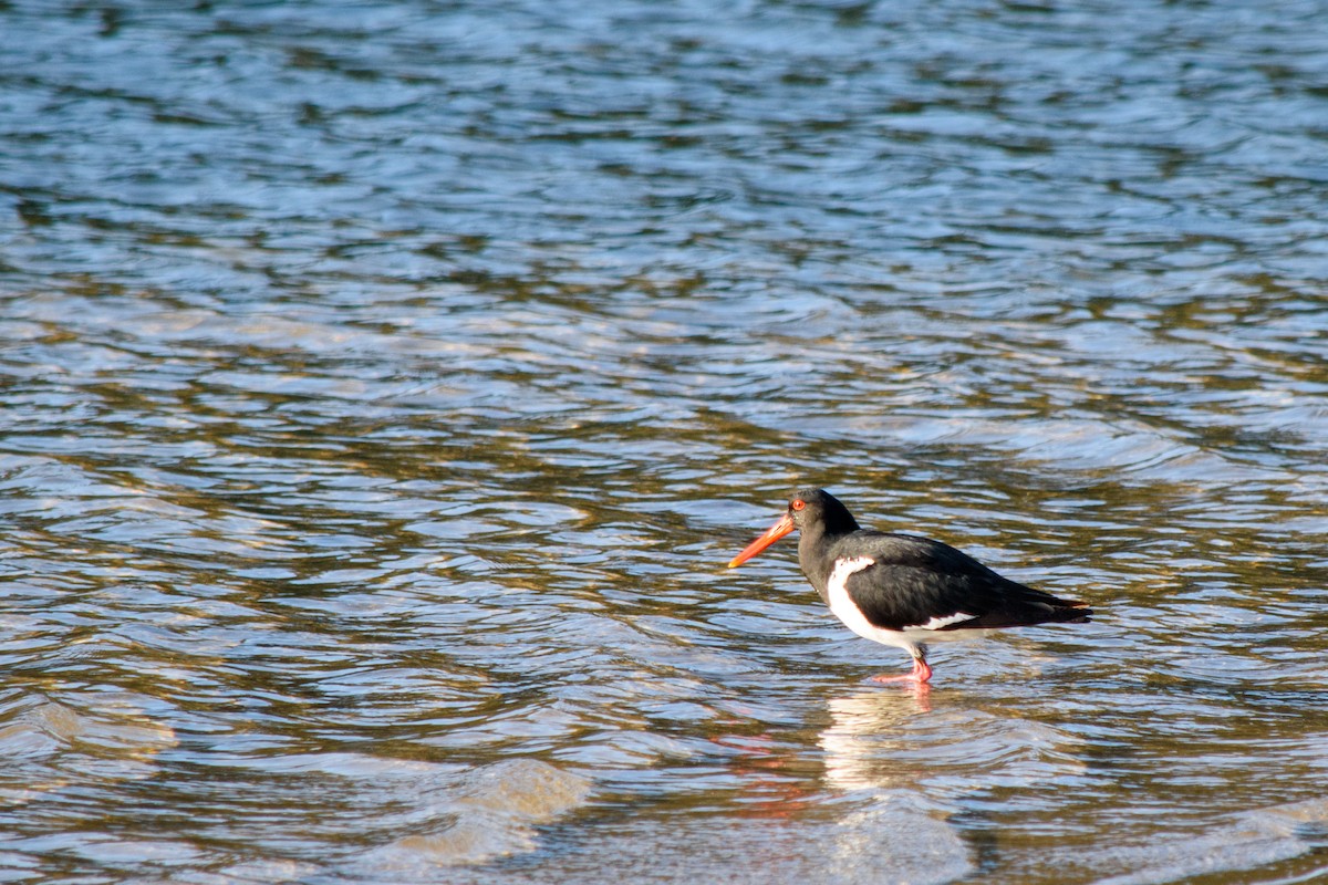 Pied Oystercatcher - ML623904660