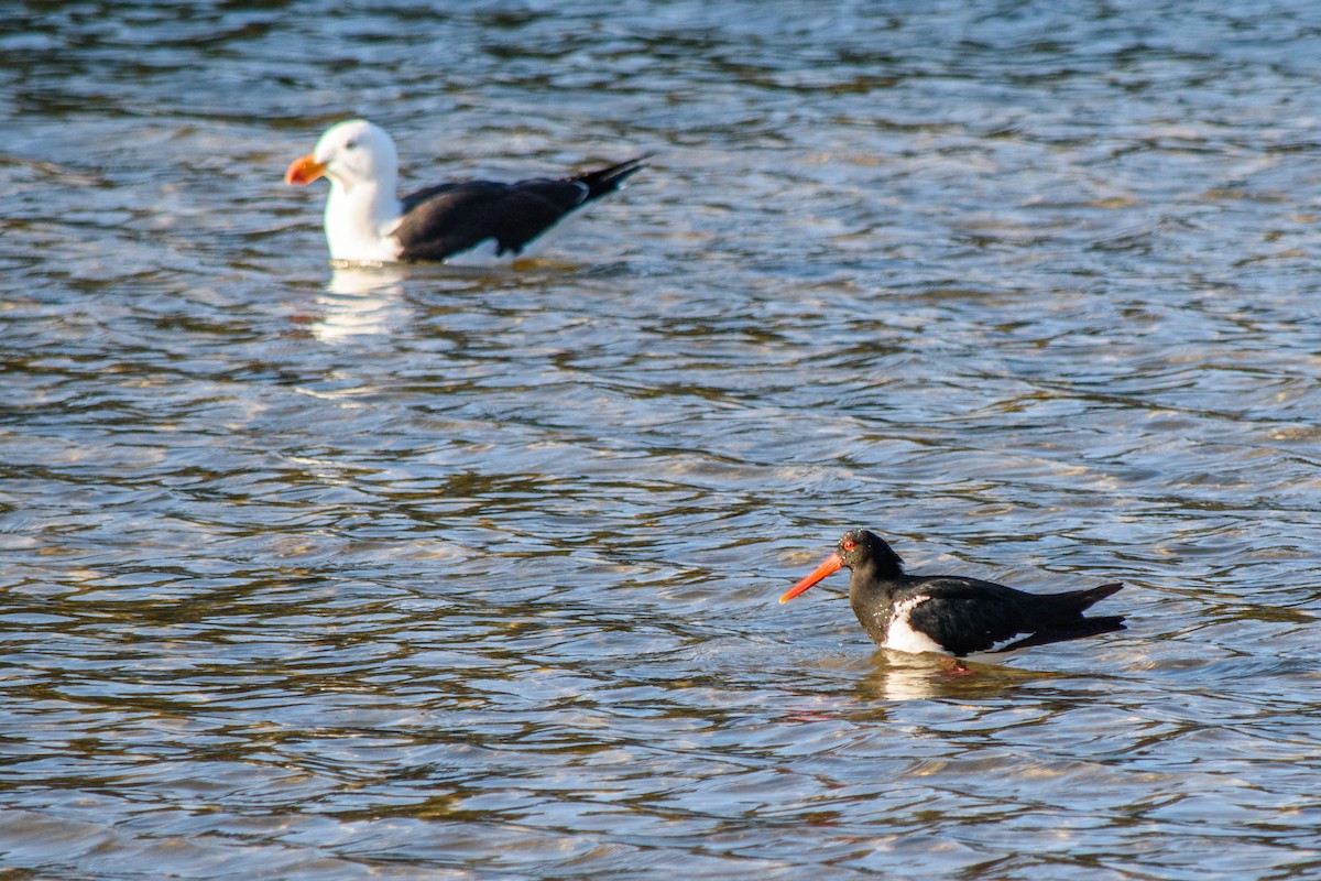 Pied Oystercatcher - ML623904661