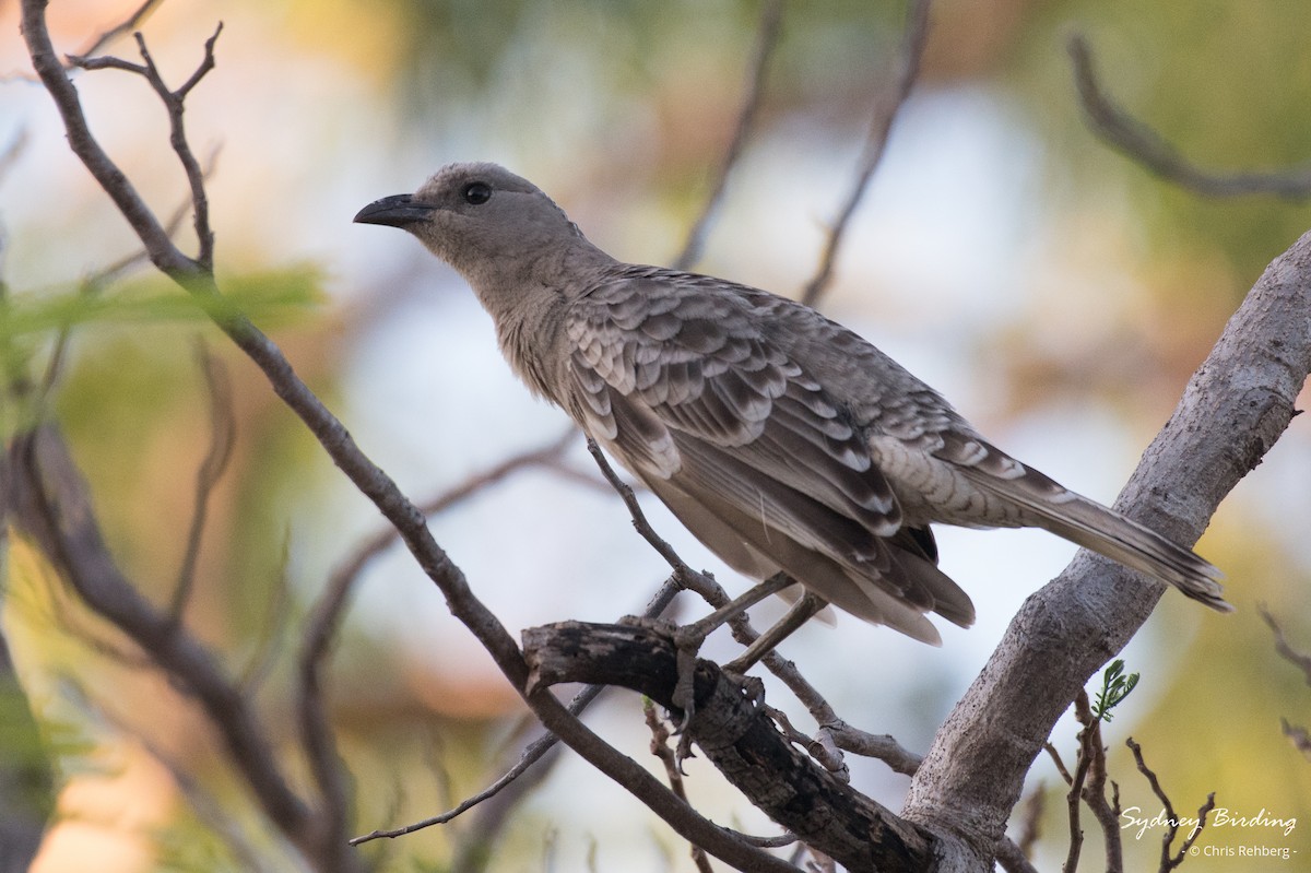 Great Bowerbird - ML623904662