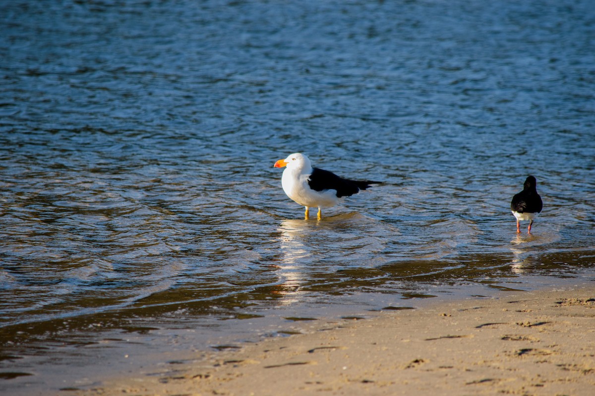 Pacific Gull - ML623904672