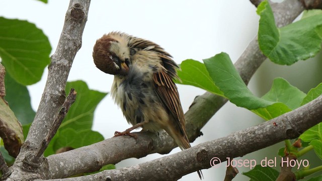 Spanish Sparrow - ML623904673