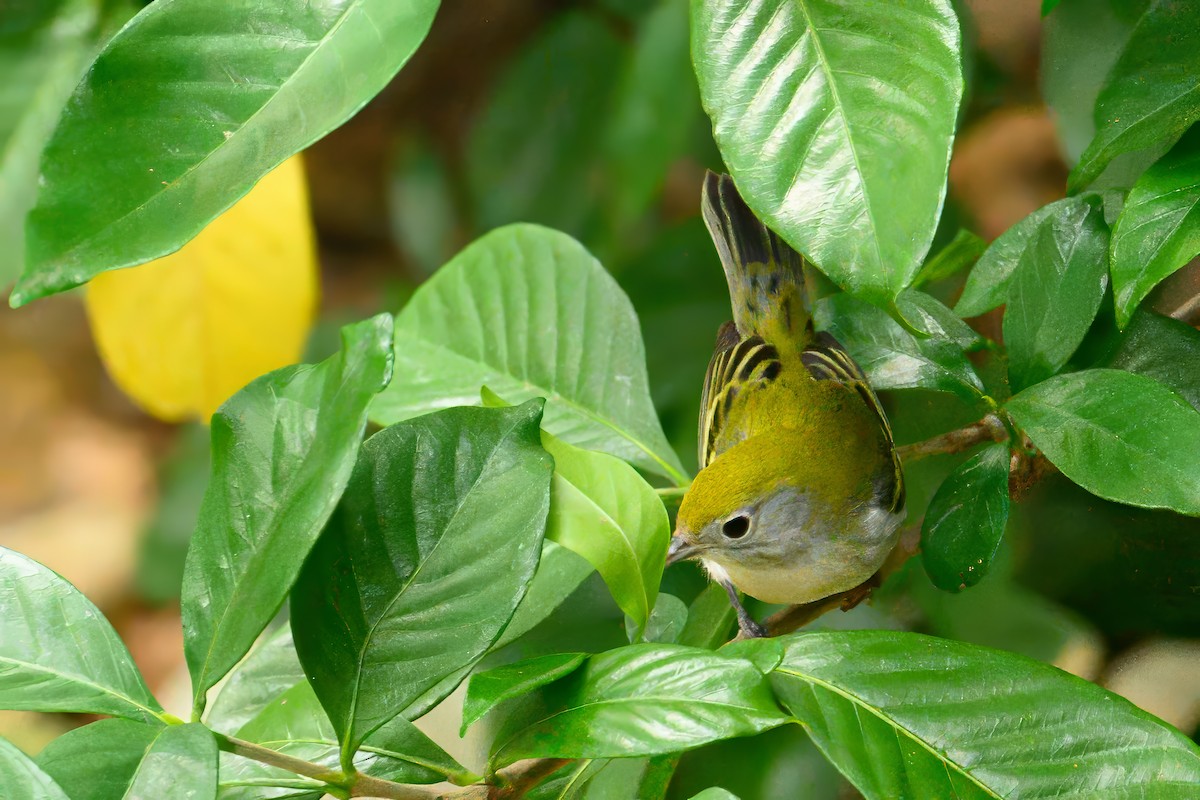 Chestnut-sided Warbler - ML623904685