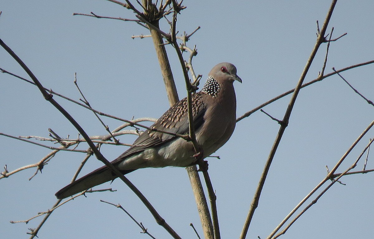 珠頸斑鳩 - ML623904686