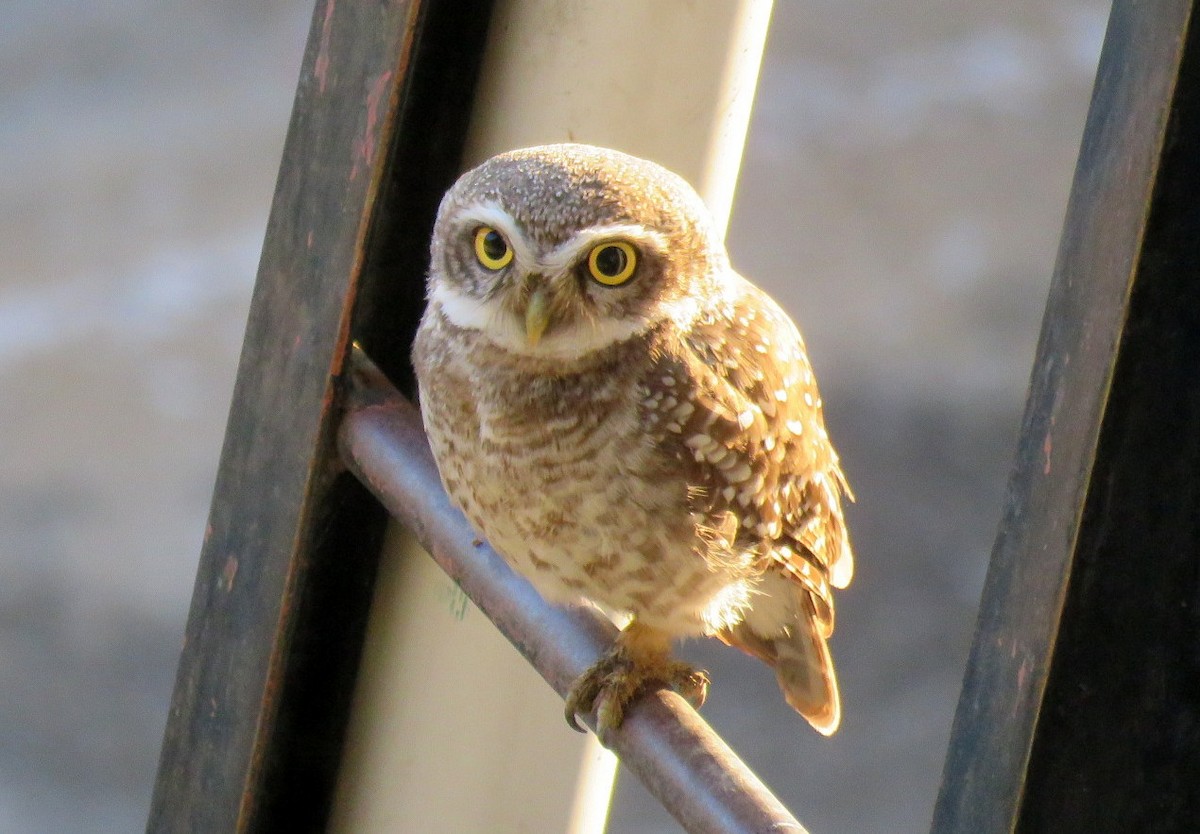 Spotted Owlet - ML623904687