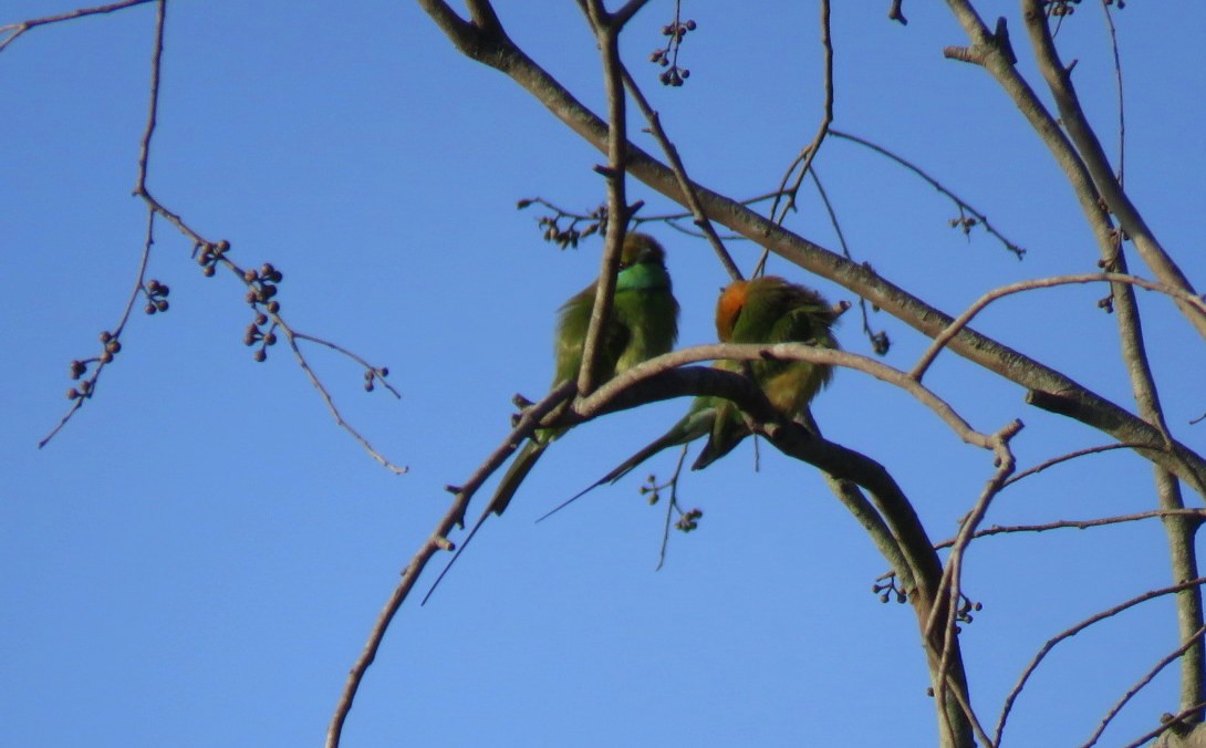 Asian Green Bee-eater - ML623904688