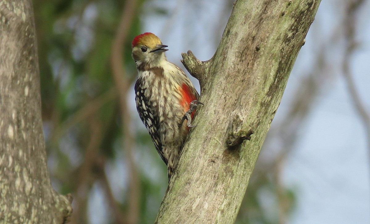 Yellow-crowned Woodpecker - ML623904693