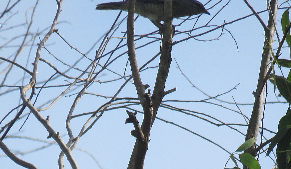 花翅山椒鳥 - ML623904700