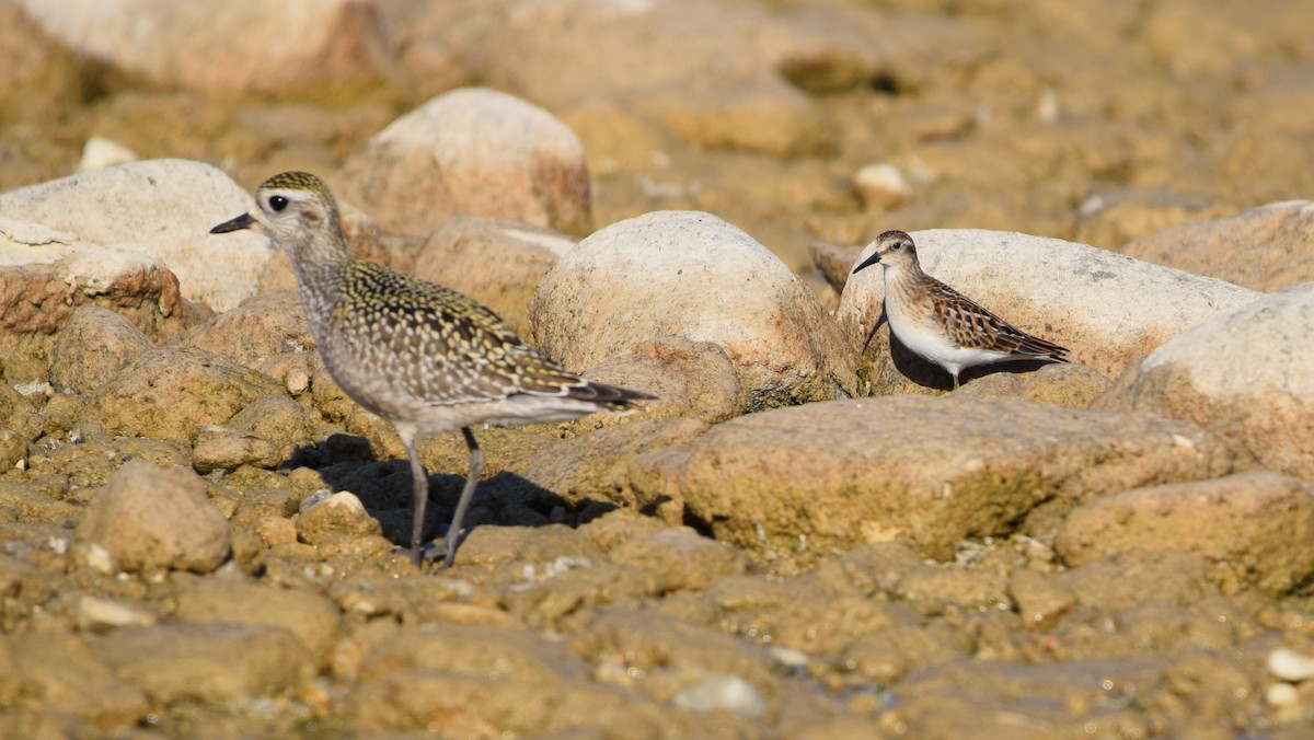 Least Sandpiper - ML623904701