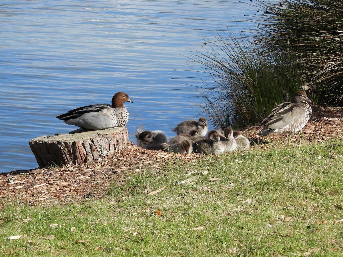 Maned Duck - ML623904706