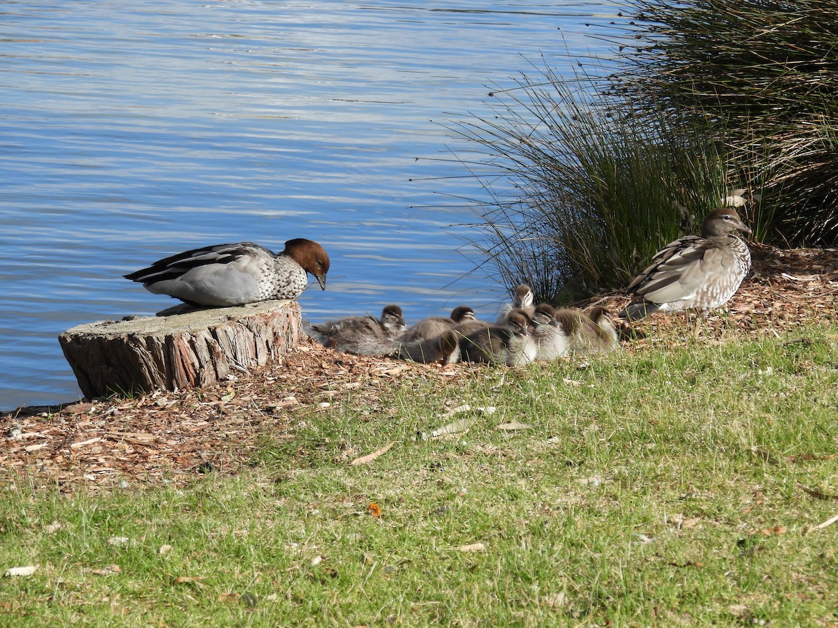 Maned Duck - ML623904707