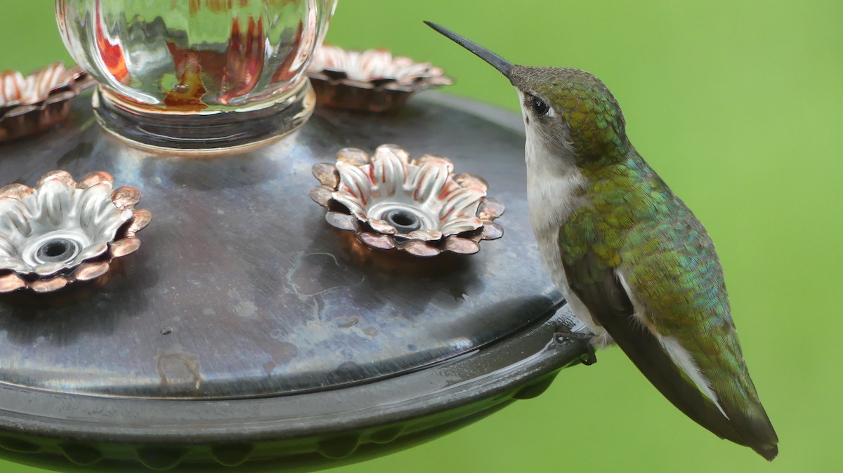 Ruby-throated Hummingbird - ML623904708