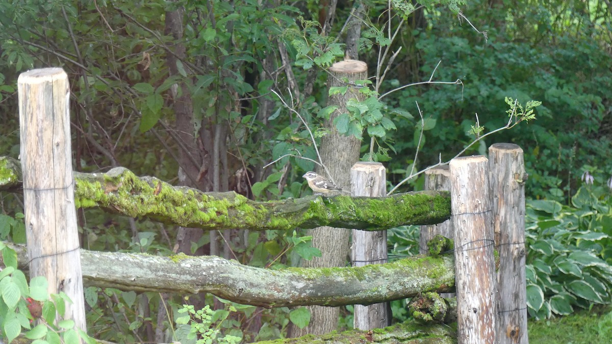 Rose-breasted Grosbeak - ML623904709