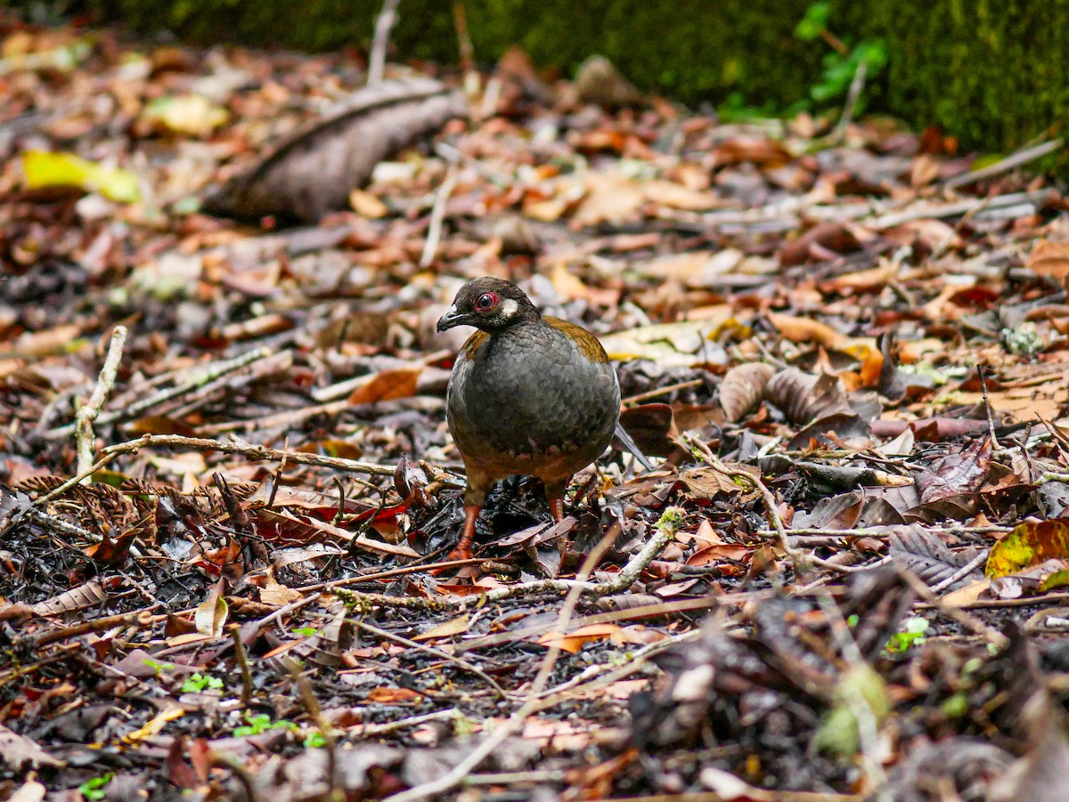 Malayan Partridge - ML623904714