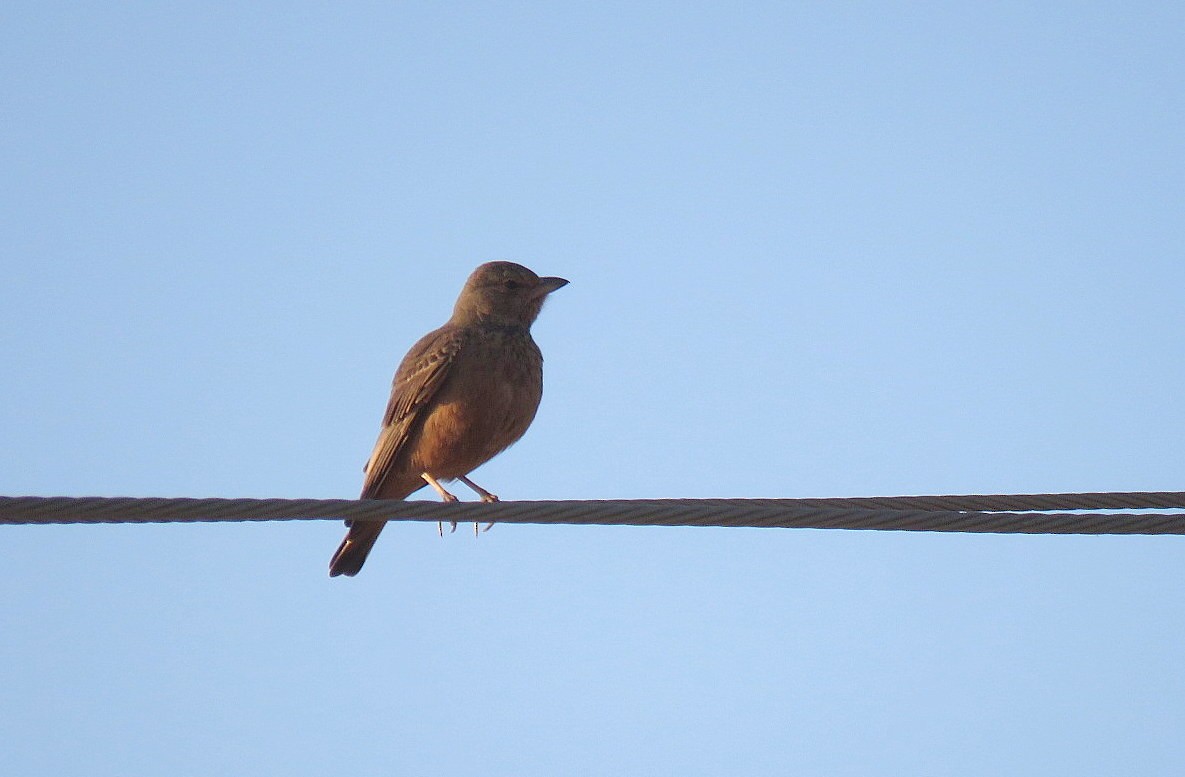 Rufous-tailed Lark - ML623904719