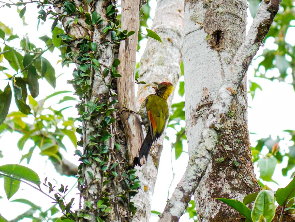 Lesser Yellownape - Ming T