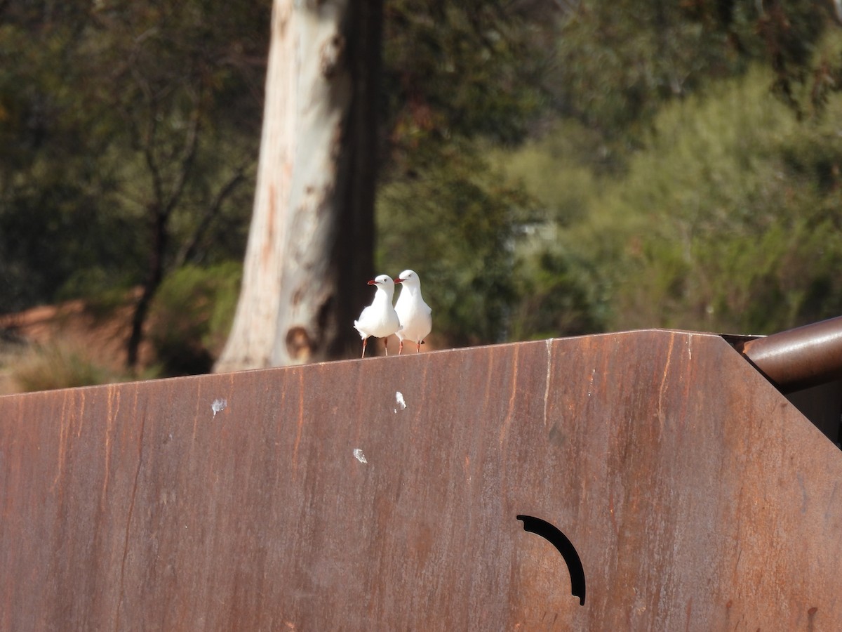 Gaviota Plateada - ML623904731