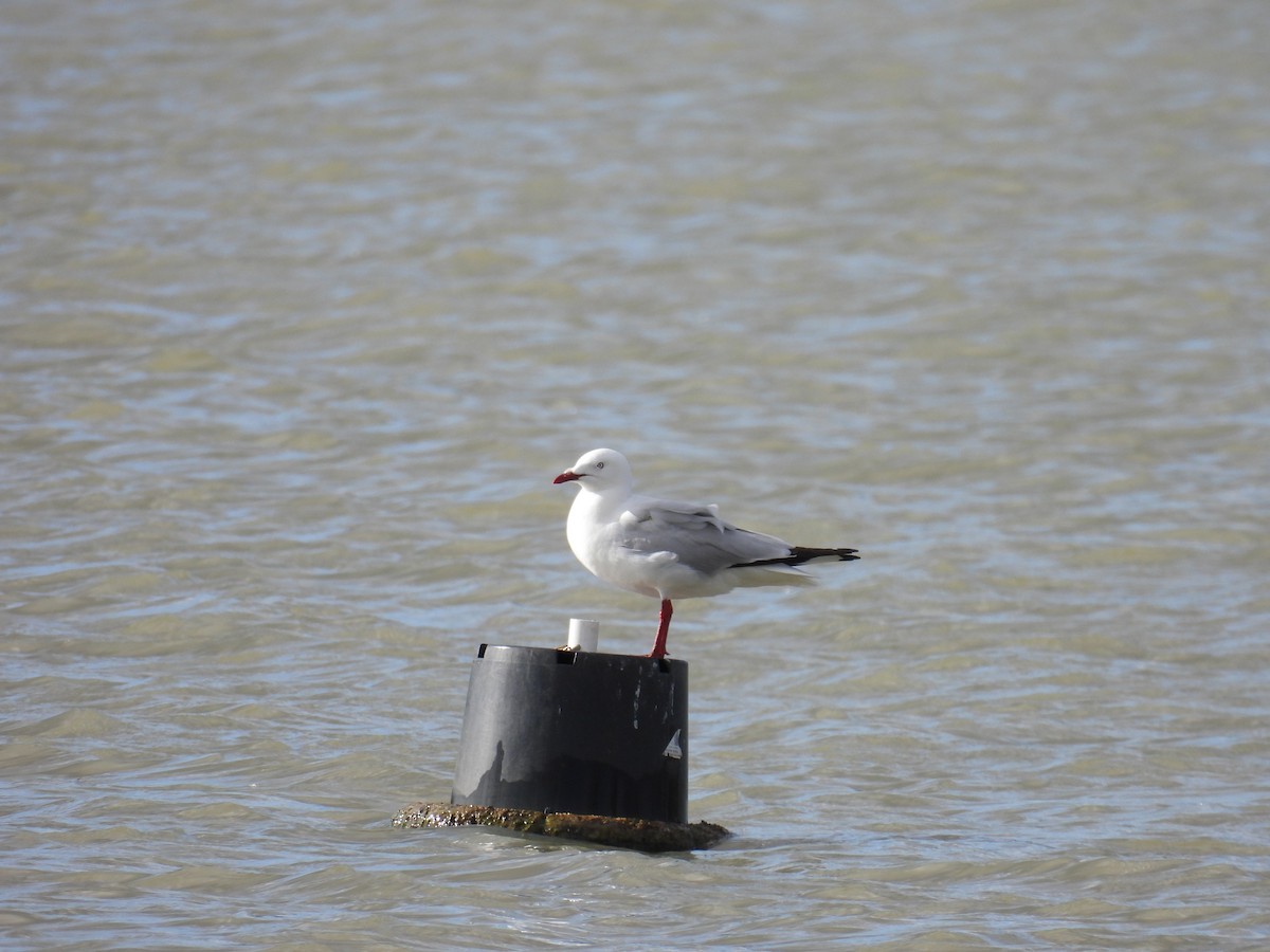 Silver Gull - Helen Erskine-Behr